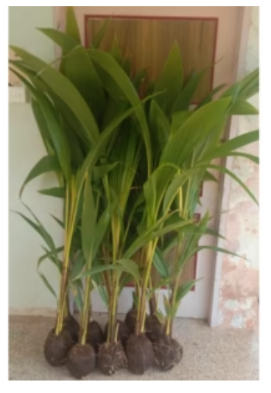 Deejay Samruddhi Hybrid Coconut Seedlings: High Tender Yield