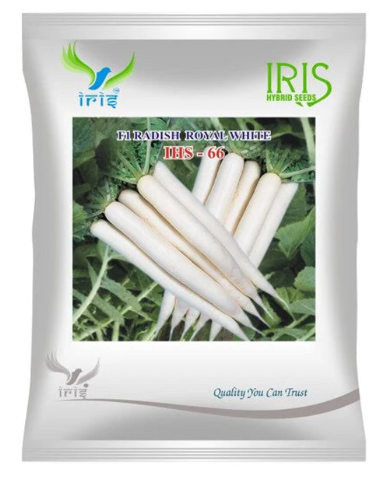 Iris Hybrid F1 Radish Royal White IHS66