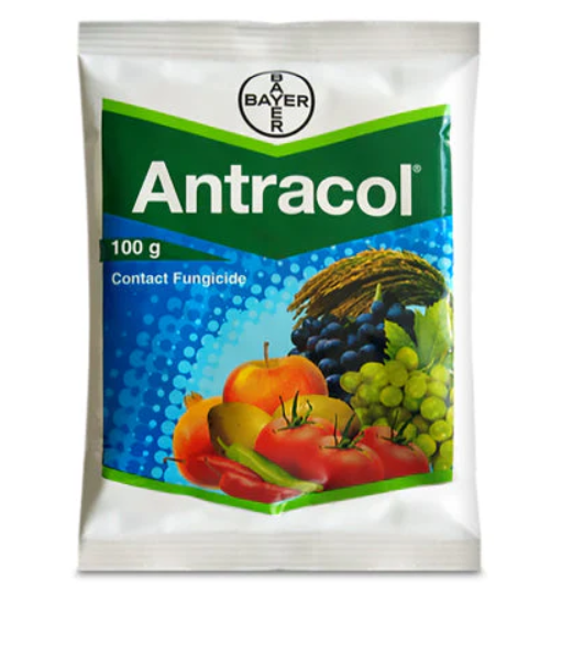 आइरिस हाइब्रिड F1 स्वीटकॉर्न अमेरिकन ईगल