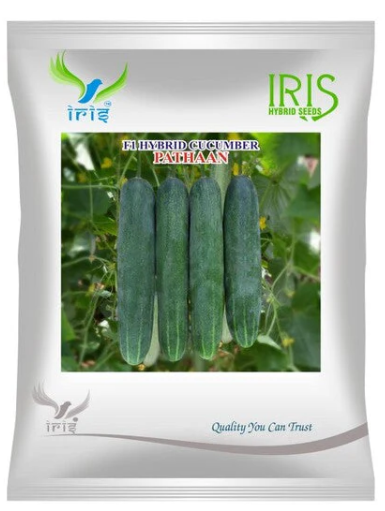 Iris Hybrid F1 CUCUMBER  PATHAAN