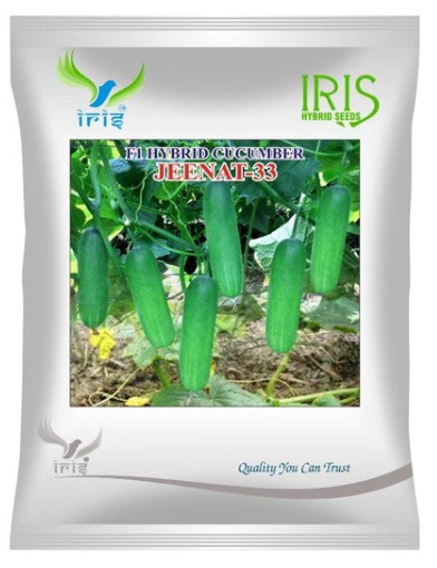 Iris Hybrid F1 CUCUMBER  JEENAT