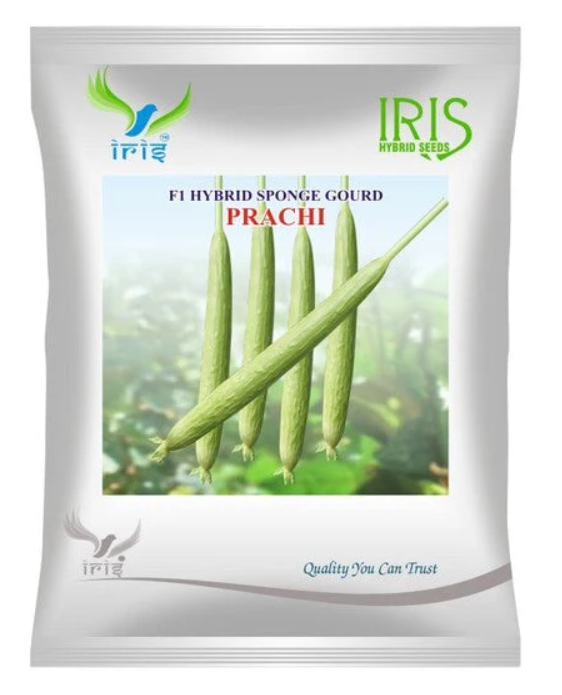 lris  hybrid f1 sponge gourd prachi