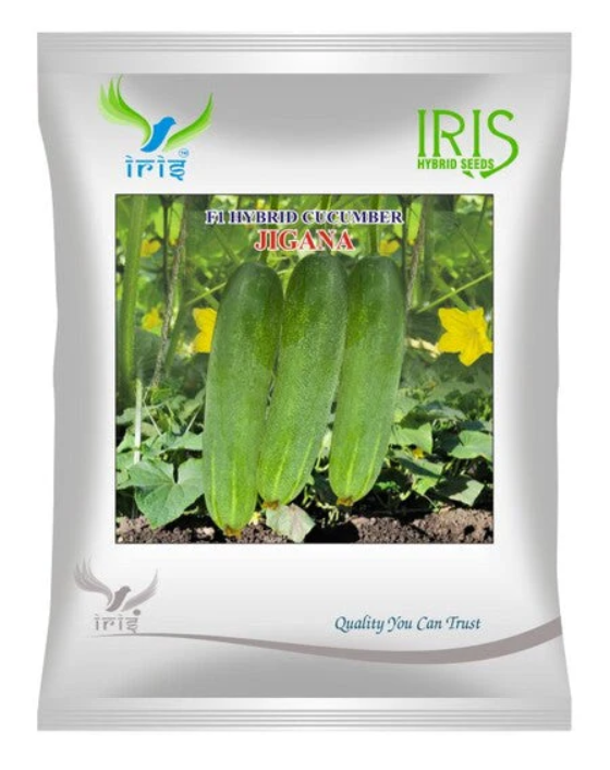 lris habrid f1 cucumber jigana