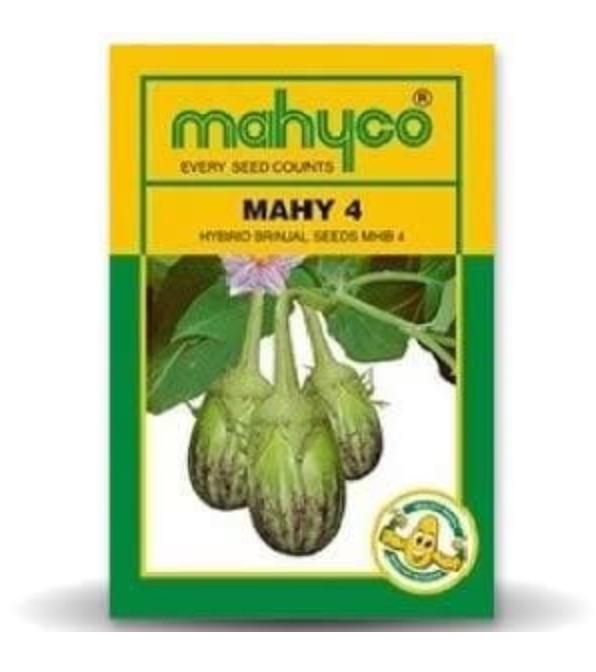 MAHY 4 MHB-4 BRINJAL