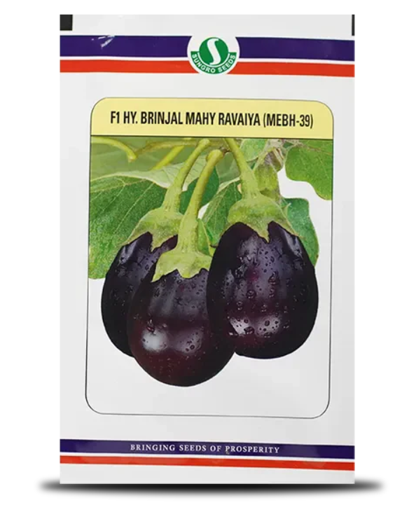 MAHY RAVAIYA MEBH-39 BRINJAL