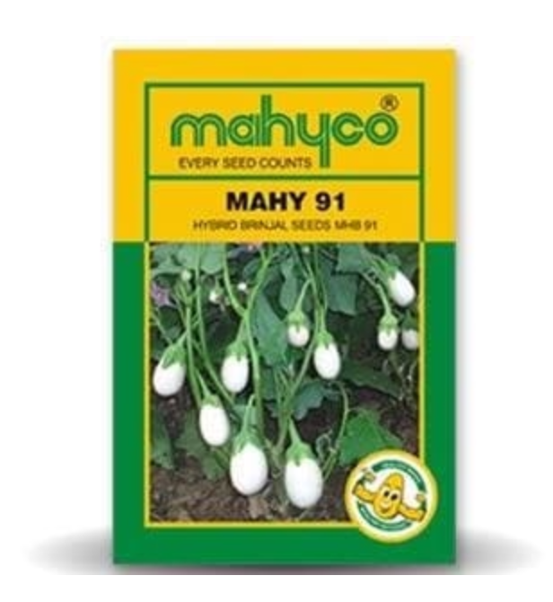 MHB-91 తెల్ల వంకాయ