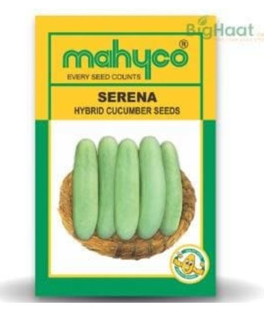 MAHY SERENA CUCUMBER