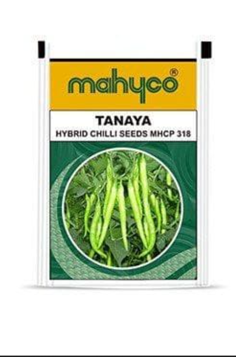 TANAYA (MHCP-318) CHILLI