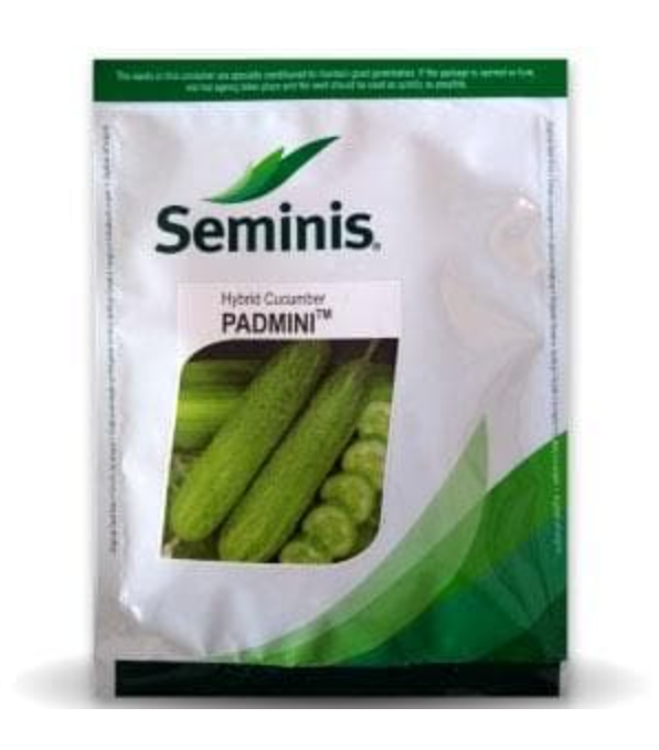PADMINI CUCUMBER