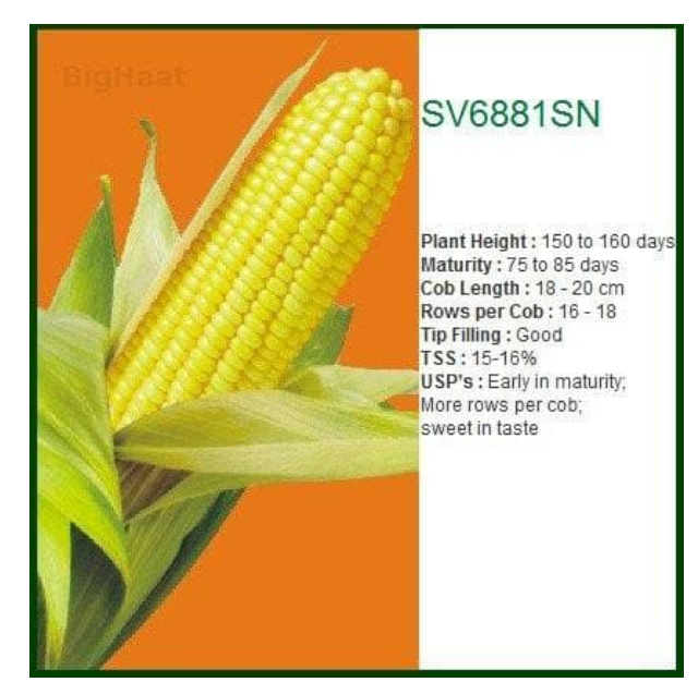 SV6881SN स्वीट कॉर्न