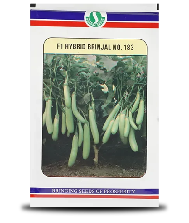 No.183 F1 Hybrid Brinjal Seeds
