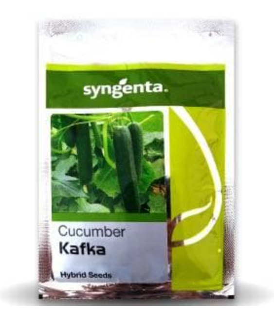 SYNGENTA KAFKA CUCUMBER SEEDS