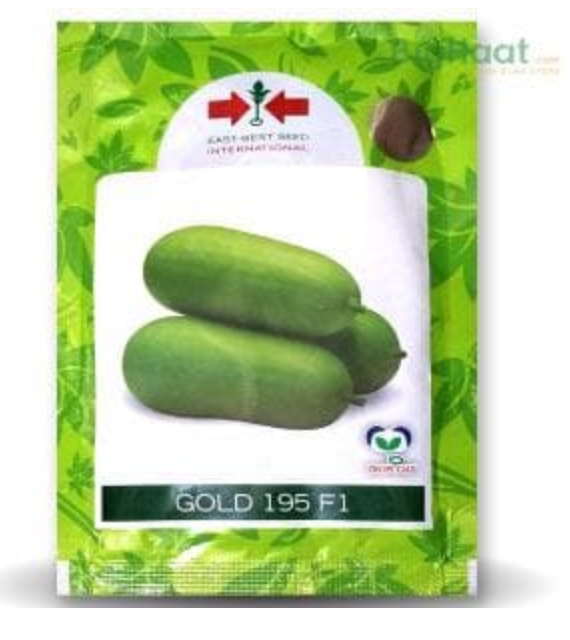GOLD-195 WAX GOURD