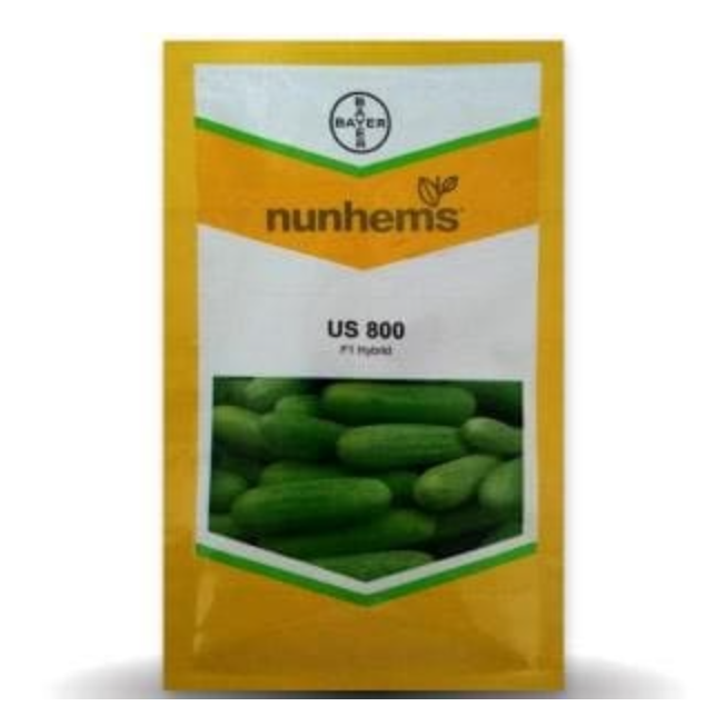 US 800 CUCUMBER