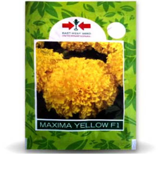 MAXIMA YELLOW MARIGOLD