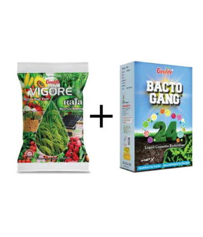 GEOLIFE VIGORE RAJA & BACTO GANG COMBO