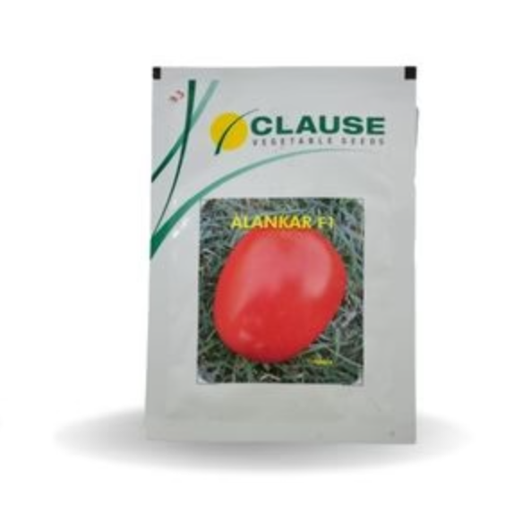 ALANKAR TOMATO F1 (अलंकार टमाटर) - SEEDS