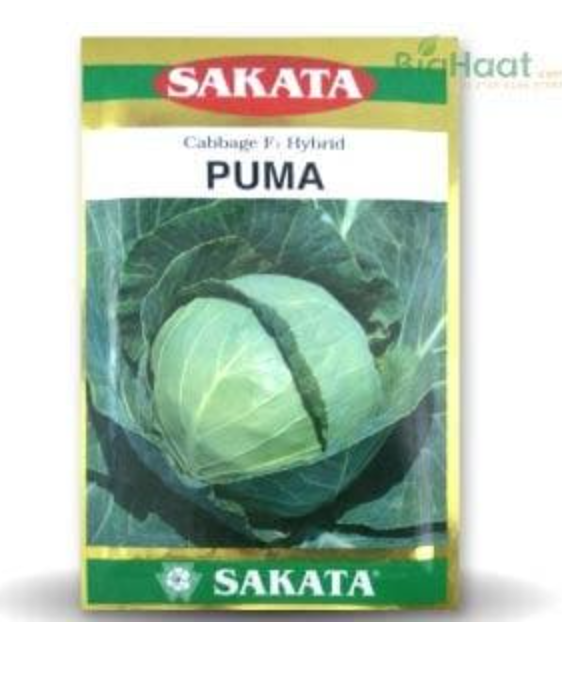PUMA CABBAGE