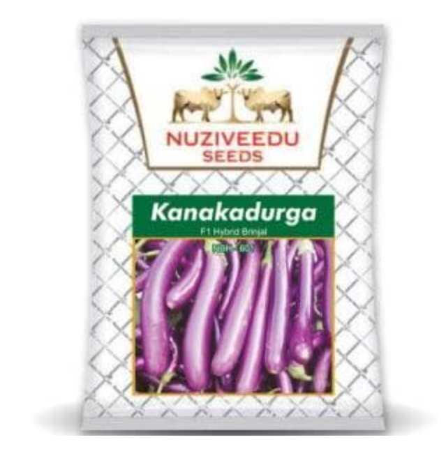 KANAKADURGA BRINJAL