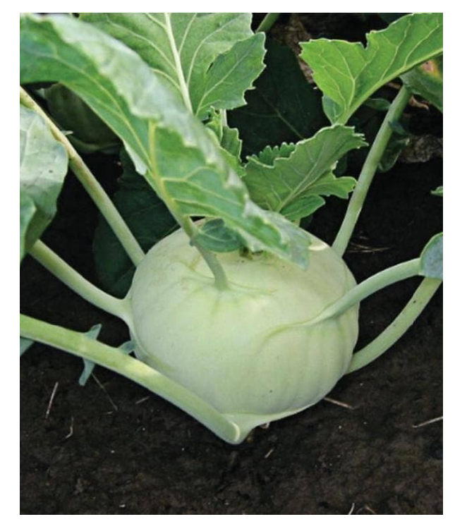 अर्ली वंडर गाठ गोबी