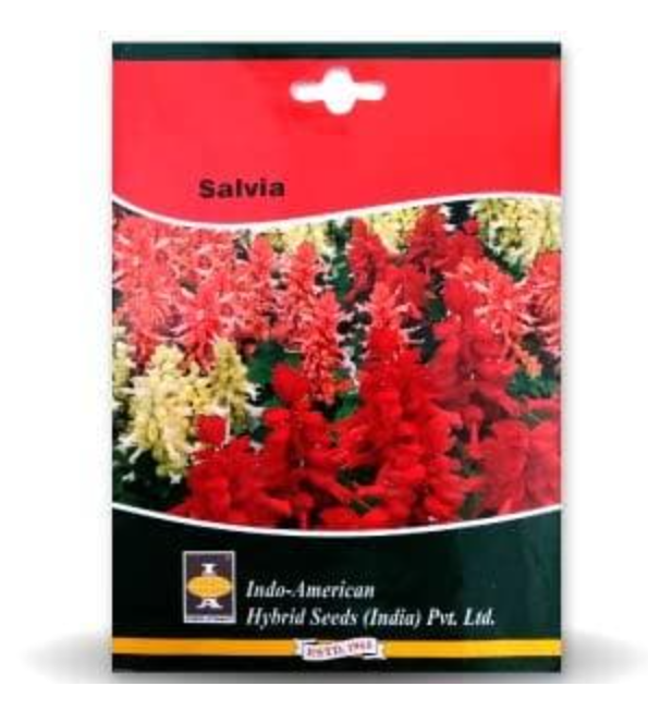 साल्विया