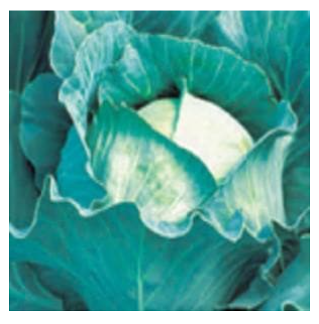 QUISTO CABBAGE