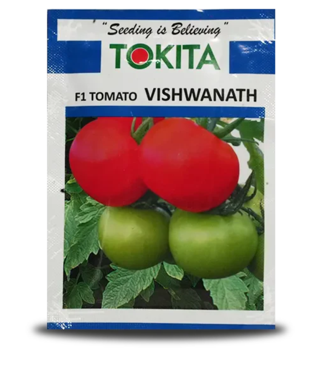 తోకిట విశ్వనాథ్ టొమాటో