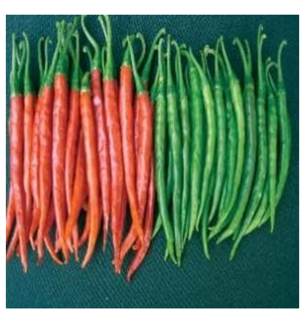 NS 238 CHILLI