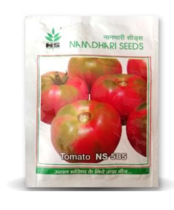 एनएस 585 एफ1 संकर टमाटर के बीज
