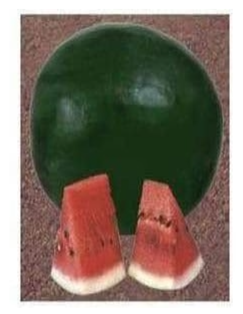 तेजस तरबूज