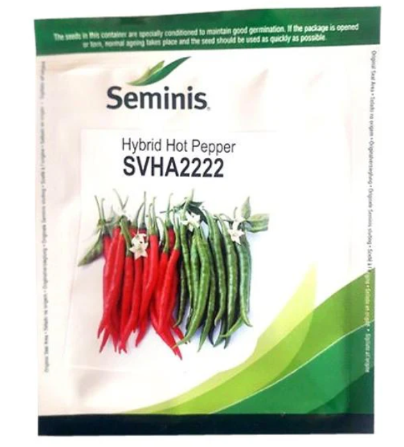 SVHA2222 Hybrid Chilli Seeds - Dark Green to Red Chilli with High Pungency