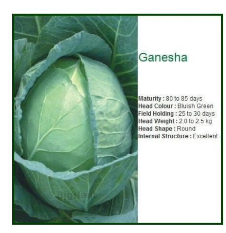 GANNESHA CABBAGE