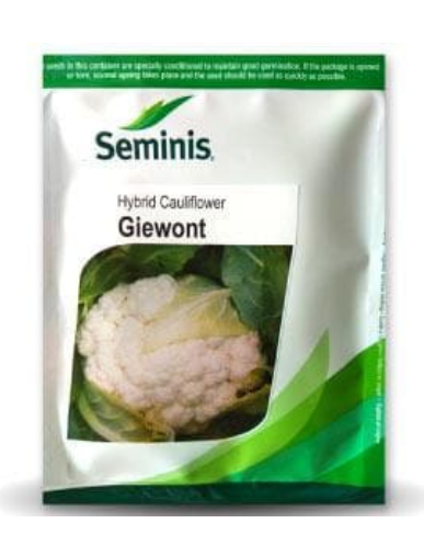 GIEWONT CAULIFLOWER