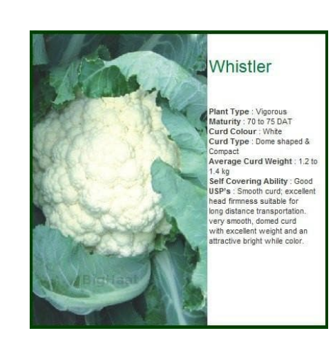 WHISTLER CAULIFLOWER