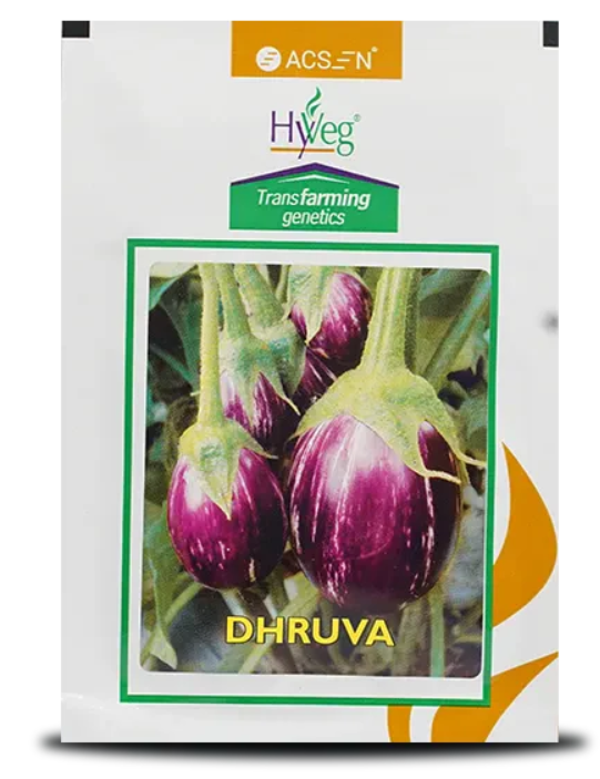 ध्रुव बैंगन
