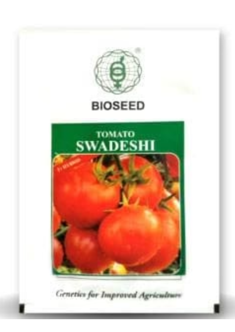 SWADESHI TOMATO ( स्वदेशी टमाटर )