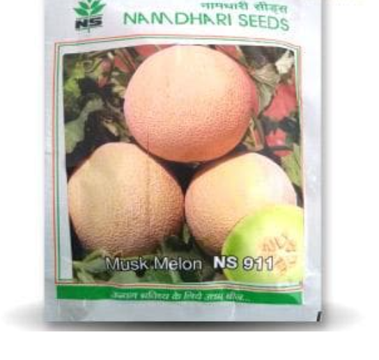 NS 911 (GH 11) MUSKMELON