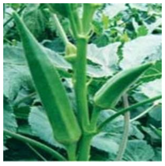 US 7109 BHENDI (OKRA) ( यू एस 7109 भिंडी )