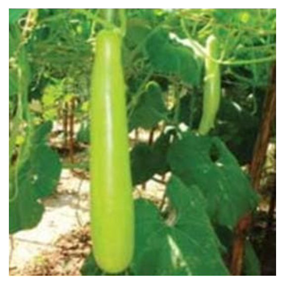 US 112 BOTTLE GOURD ( यू एस 112 लौकी )