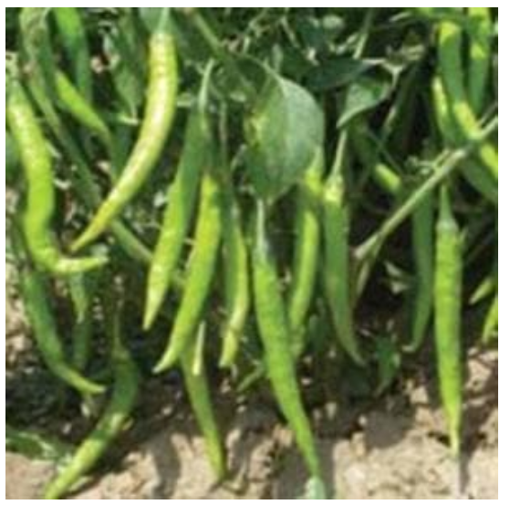 US 612 CHILLI
