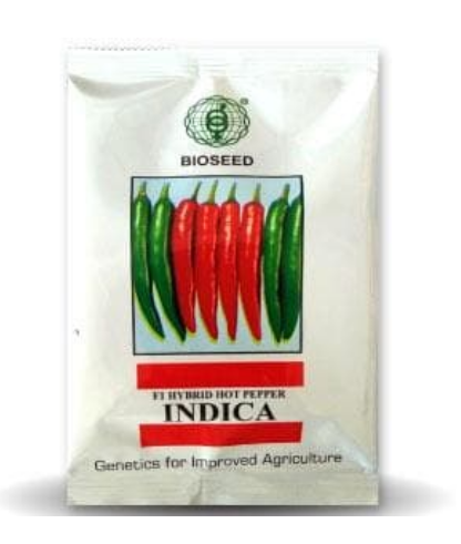 INDICA CHILLI