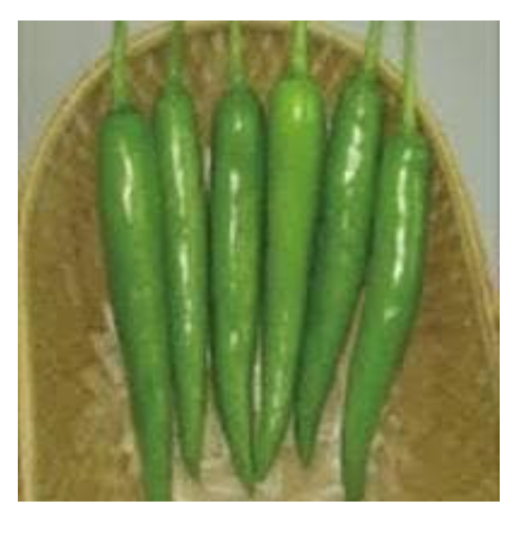 తోకిటా TSI 006 F1