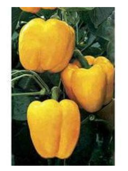NS 281 CAPSICUM (YELLOW)