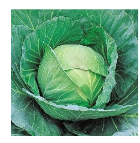 CHEERS CABBAGE F1