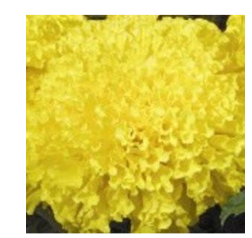 MAX2 + (MARIGOLD)