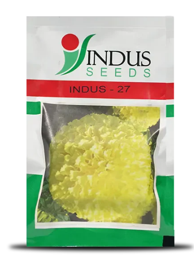 INDUS 27 MARIGOLD (गेंदा )