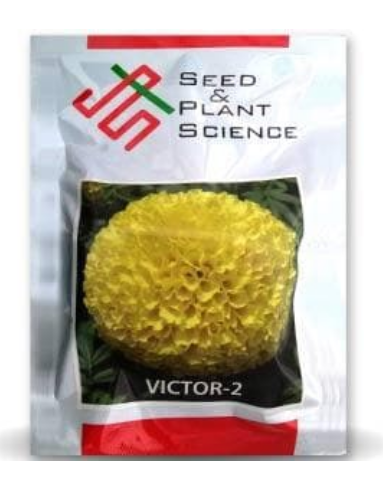 VICTOR 2 MARIGOLD
