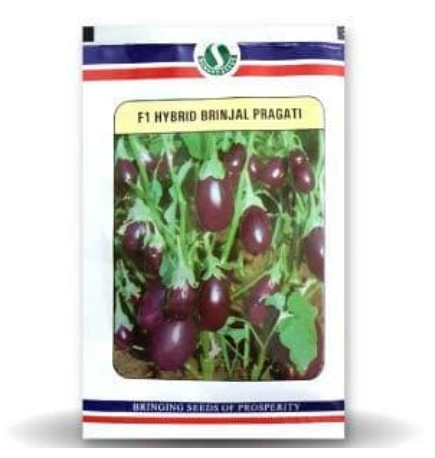 BRINJAL PRAGATI (CHU-CHU)