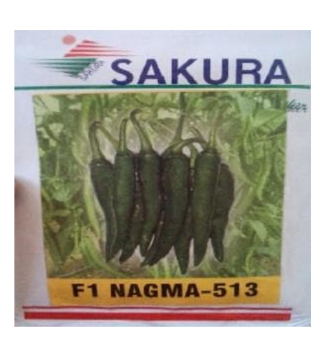 NAGMA F1 CHILLI