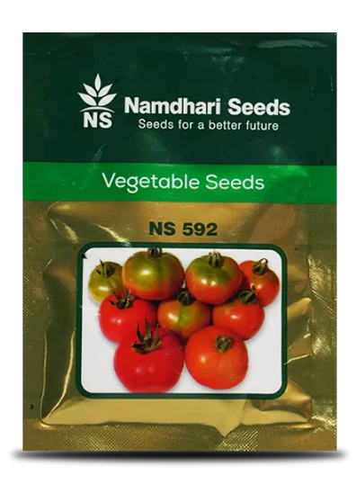 NS 592 F1 Hybrid Tomato Seeds